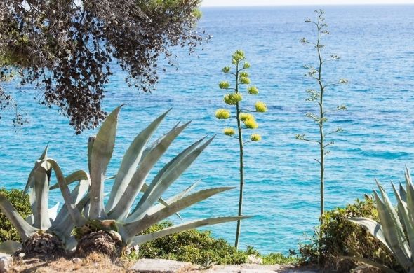 Jardinier paysagiste Golfe de Saint Tropez - JCM Paysage