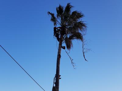 Élagage d'arbres : palmiers, pins parasols 