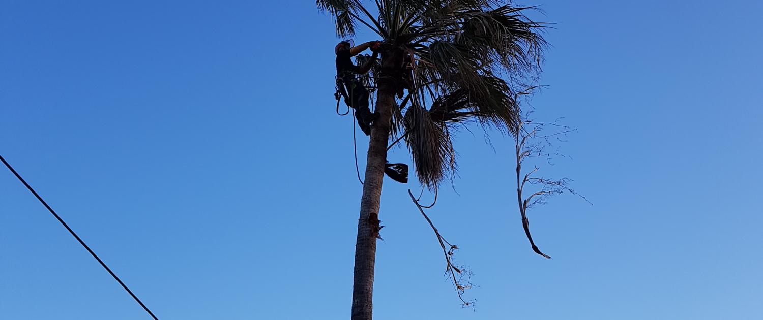 Élagage d'arbres : palmiers, pins parasols 