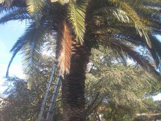 Élagage de palmiers toutes tailles